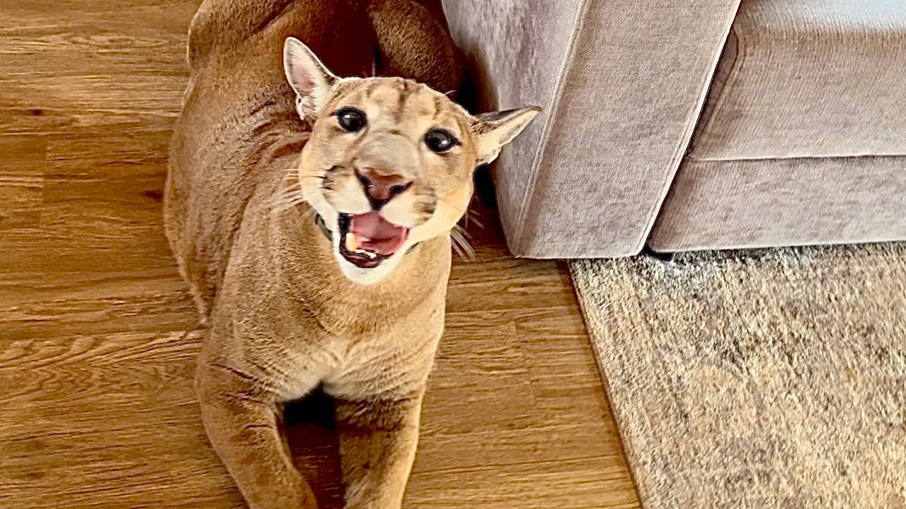 Наш кот превратился в злобного тролля! Как пума Месси хватает за ноги и перев