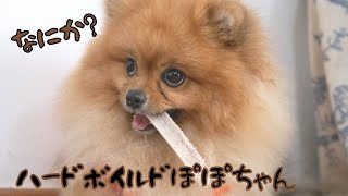 シカの角をあげてみたら、気に入りすぎてめちゃくちゃ怒られた