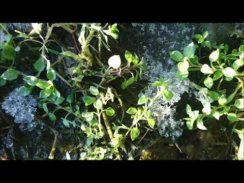 8 essbare Pflanzen im Winter