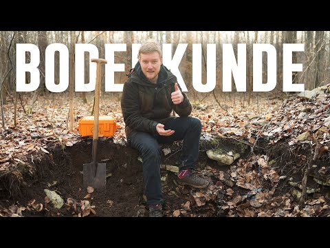 Digging holes in the forest? What soil means for the forest - Forestry explains