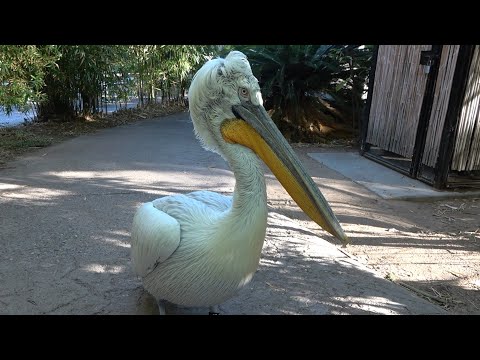 Dalmatian Pelican