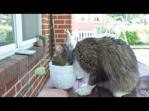 The Further Adventures of Kramer the Cat - Volume 20: Drinking Dirty Water