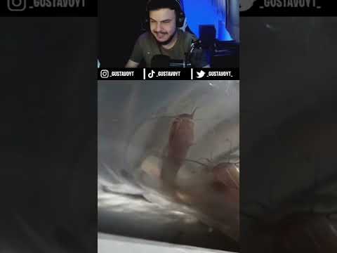 RENATO GARCIA COMPROU VÁRIOS PEIXES BAGRE PARA FAZENDA BLACK STONE