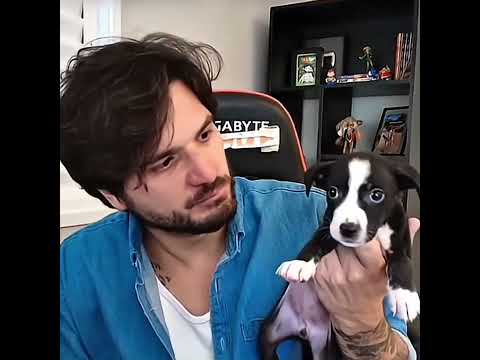 Caju antes e depois 🐕🥰        #jazzghost