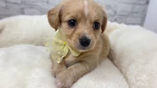 ハーフ犬の動画01