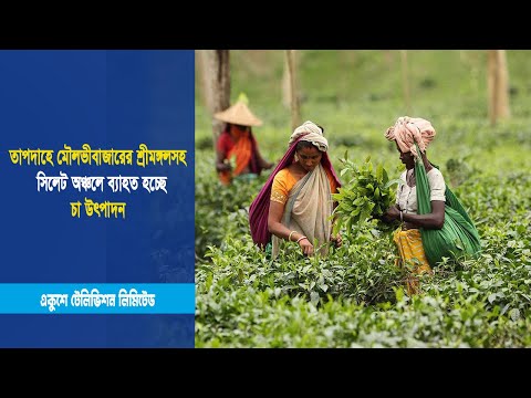 তাপদাহে মৌলভীবাজারের শ্রীমঙ্গলসহ সিলেট অঞ্চলে ব্যাহত হচ্ছে চা উৎপাদন | ETV News