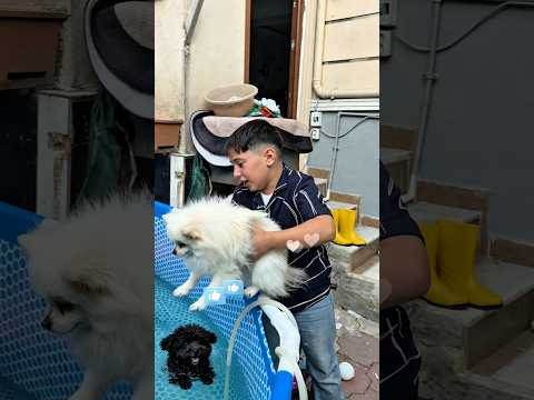 Fırfırın havuza girmesini isteyenler abone olsun #sorts #shortvideo #global