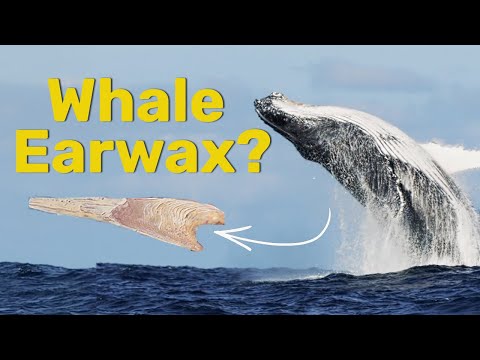 How Whale Earwax Can Spill The Ocean’s Secrets