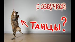 Приколы с котами с ОЗВУЧКОЙ – СМЕШНЫЕ коты и кошки 2018 – Domi Show
