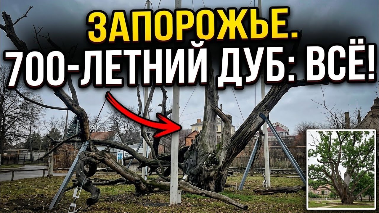 Запорожье ЖУТКАЯ КАРТИНА!!! ТО ЧТО ОСТАЛОСЬ ОТ ДУБА 14.09.2026