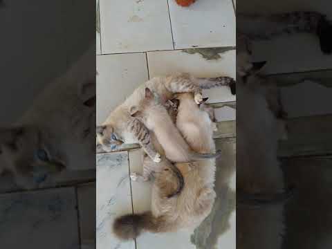 A mãe amamentando os recenacidos e o adulto