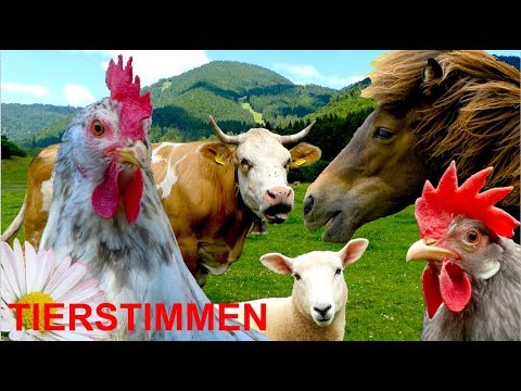 Für kleine Kinder: Bauernhoftiere mit Tierstimmen, ganz ohne Musik! Tierstimmen Video Tiere