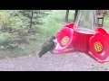 FAT Hummingbird Outside Sylvania Wilderness Cabin