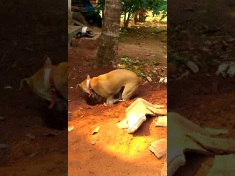 Dog digging hole to sleep