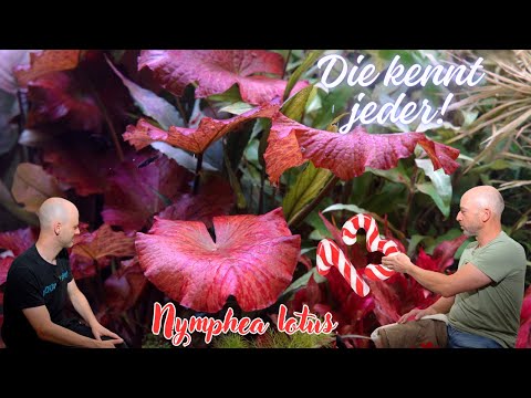 Die wohl bekannteste Wasserpflanze im Portait | Roter Tigerlotus -Nymphea lotus red | Türchen 13