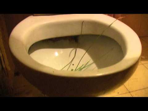 Plodovi Mozga - Racija