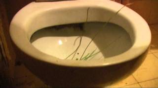 Plodovi Mozga - Racija