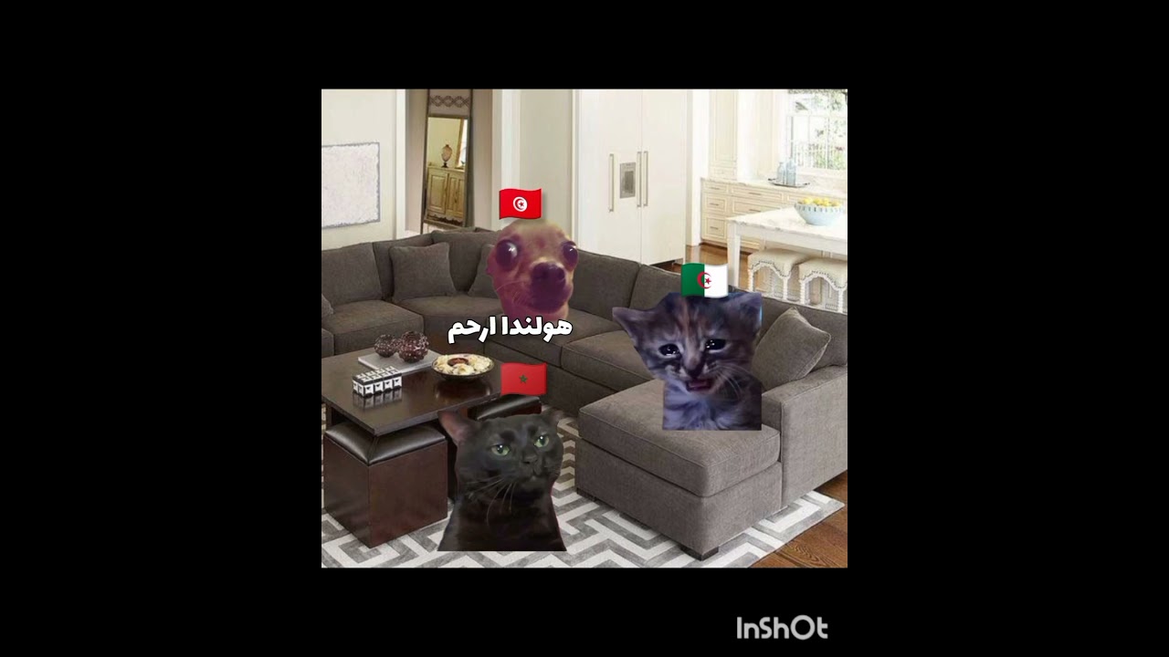 ربي معنا 🗿#لايك_اشتراك#fyp  #قرينا لي 15k#مهتم بي هذا المحتوى فولو مي #🇩🇿#🇹🇳#🇲🇦#اكسبلور #cat