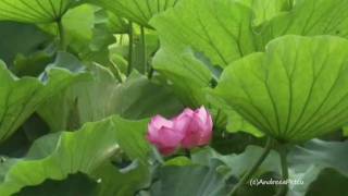 MAHAYANA (Relaxing new age music)