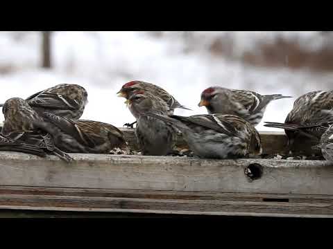 Invasion of the Redpolls