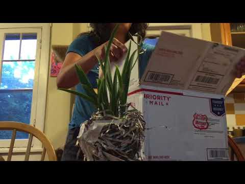 Unboxing Richard Mueller Cross from RF Orchids