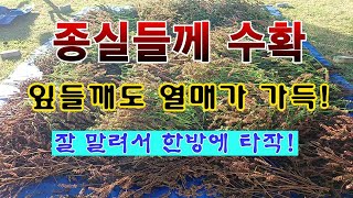 [텃밭농부 2,089]  종실들깨 수확하고 건조 하는 방법! 잘 말려서 한방에 타작. #들깨재배
