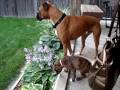 Boxer dogs not listening