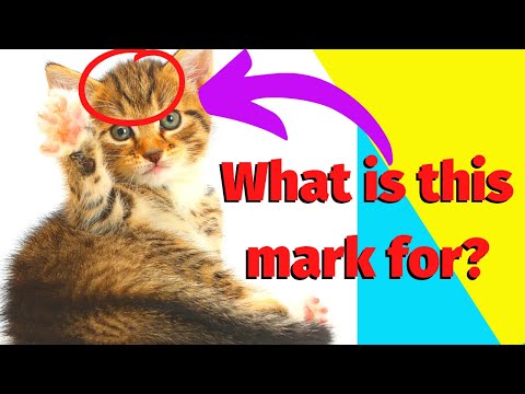 Tabby Cat | Orange Tabby Cats | Tabby Cat Personality
