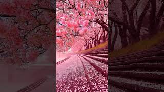 Download lagu Bunga Sakura di Jepang #videoshorts #shorts #alam mp3