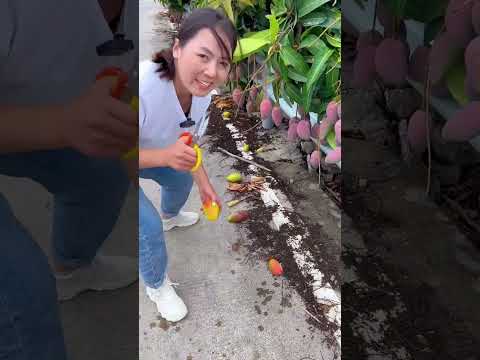 Beautiful Nature - Inspur Fresh Fruit wonderful video of Industry #7704