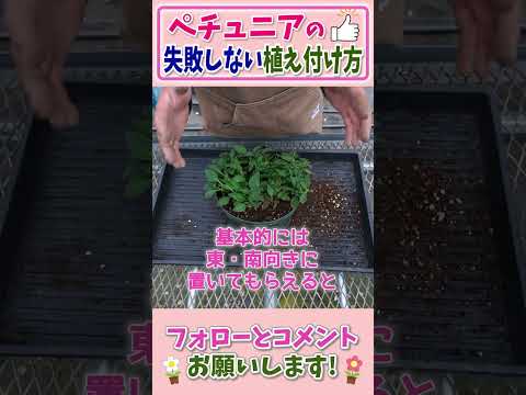  10月末までペチュニアの開花を促進して鑑賞するにはどうすればよいですか？  庭園