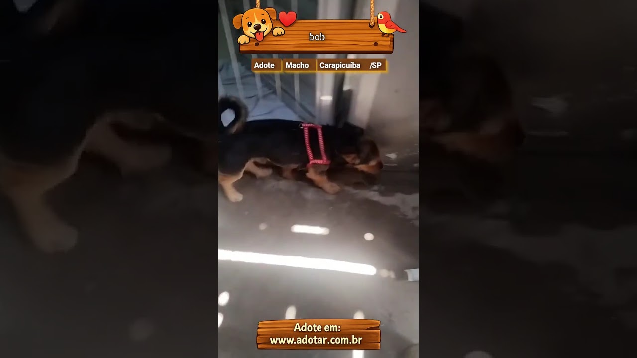 Cachorro raça Yorkshire idade 2 a 6 meses nome bob