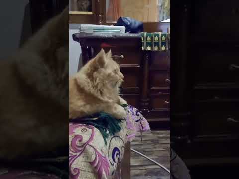 LaughingWithCats #ComicKitties #GiggleGurus  #CatComedyClub #PurrfectlyFunny #MeowLaughs #AmusingCat