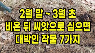 2월 말 ~ 3월 초 비온 뒤 씨앗으로 심으면 대박인 작물 7가지