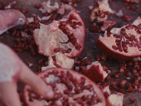 Alé Araya  - pomegranate (Official Music Video)