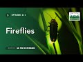 Fireflies - From the Woods Today - Episode 111