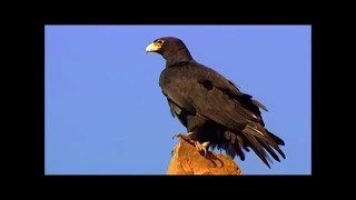 Rednex  - The Spirit of the Hawk