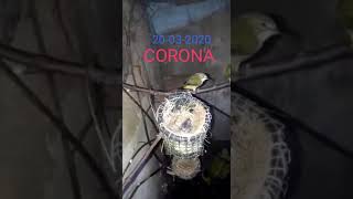 Download lagu Josterops bandung x konservasi chapter bandung mp3