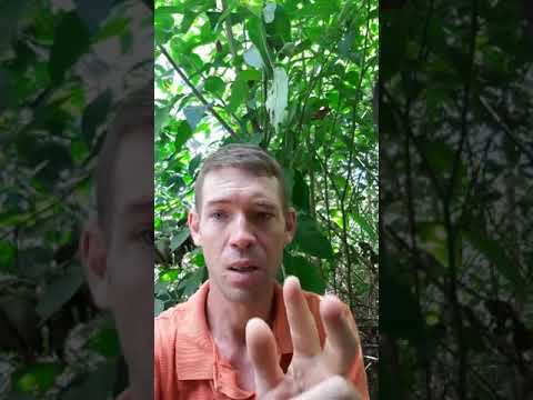 Banda _ Munique 1.2.3...Hoem parapapa🎶🎶