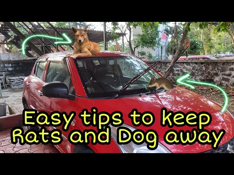YouTube video about: How to keep dog away from car?