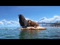 Finding Dory 2016 DVD Closing