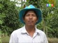 Kỹ Thuật Trồng Đu Đủ - Cây Sưa Đỏ Giống Việt Nam