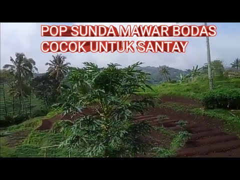 pop SUNDA MAWAR BODAS