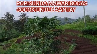 Download lagu pop SUNDA MAWAR BODAS mp3 Download lagu pop SUNDA MAWAR BODAS mp3