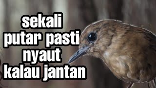 Download lagu jongkangan agar gaco emosi - jongkangan ngeriwik pasti teler mp3