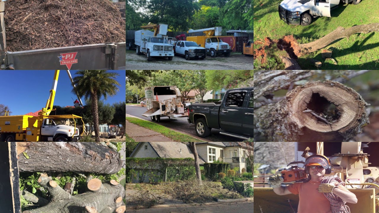 Ray Williamson Tree Service