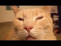 Orange Cat Charging Its Brain Cell