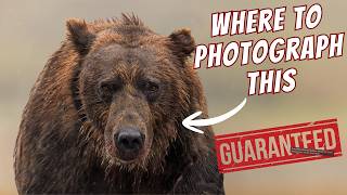 How to REALLY See Bears in Alaska (What Nobody Tells You)