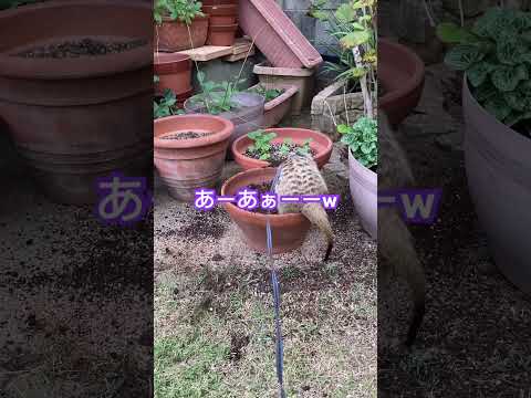 どの動物が庭に穴を掘っているのかを知るにはどうすればよいですか?これらのサインがあなたに教えてくれます！  庭園