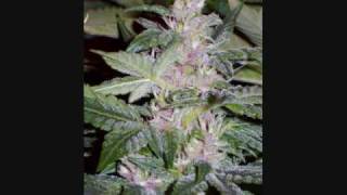 Andre Nickatina - Frisco